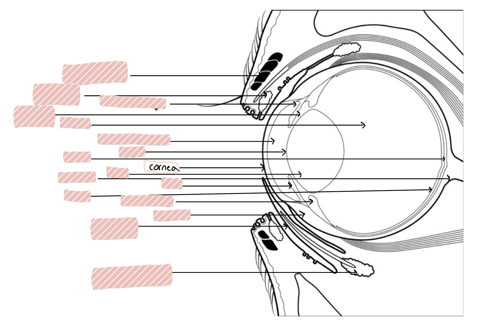 <p>transparent, avascular, 0.5-1mm thick rostral portion of eye; transmits light, refracts light, and protects internal contents</p>