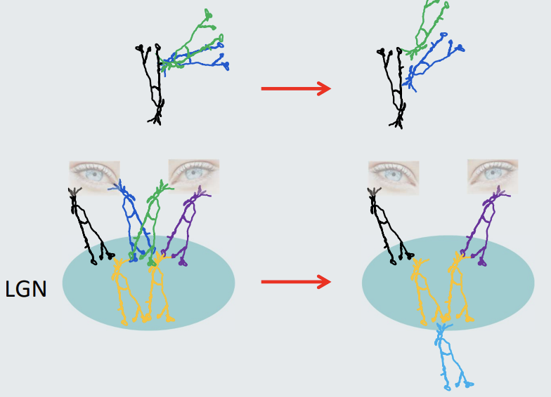 <ul><li><p><strong>Late gestation – early adulthood characterised by</strong>:</p><ul><li><p>Neuronal Loss: Apoptosis.</p></li><li><p>Axon Loss.</p></li><li><p>Net Synaptic Loss with some new synaptic connections.</p></li></ul></li><li><p><strong>Synaptic Processes</strong>:</p><ul><li><p><strong>Rearrangement</strong>: Synapses reorganize during development.</p></li><li><p><strong>Segregation</strong>:</p><ul><li><p>Dependent on neuronal activity.</p></li><li><p>Involves a "winner takes all" competition.</p></li><li><p>Driven by experience.</p></li></ul></li><li><p><strong>Convergence</strong>: Synaptic inputs combine into shared pathways.</p></li></ul></li></ul><p></p>