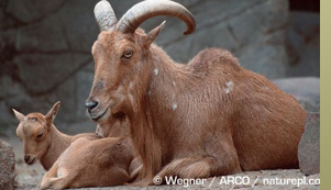 <p>barbary sheep</p>