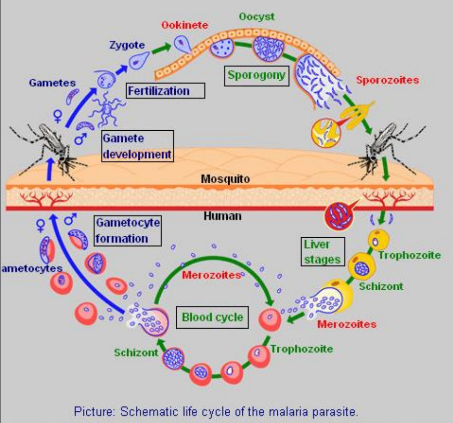 <p>Cycle of <strong>Malaria parasite</strong>. (plasmodium malariae)</p><ol><li><p><em>invasive forms: sporozoites and merozoites. </em></p></li><li><p><em>asexual stages: liver schizonts, blood schizonts. </em></p></li><li><p><em>sexual development: gametocytes and mosquito stages, where the gametocytes → gametes → zygote → ookinetes → oocysts. </em></p></li></ol><ul><li><p><strong>Mosquito Bite</strong>: An infected mosquito injects sporozoites into a human.</p></li><li><p><strong>Liver Stage</strong>: Sporozoites travel to the liver, becoming trophozoites, infect liver cells, and develop into schizonts, which release merozoites.</p></li><li><p><strong>Blood Stage</strong>: Merozoites infect red blood cells, develop into trophozoites, mature into schizonts, and release more merozoites. Some merozoites develop into gametocytes.</p></li><li><p><strong>Mosquito Uptake</strong>: Another mosquito bites the infected human, ingesting gametocytes.</p></li><li><p><strong>Mosquito Development</strong>: Gametocytes develop into gametes, fertilize to form a zygote, which becomes an ookinete, then an oocyst. Oocysts produce sporozoites.</p></li><li><p><strong>Completion</strong>: Sporozoites migrate to the mosquito's salivary glands, ready to infect another human, continuing the cycle.</p></li></ul><p></p>