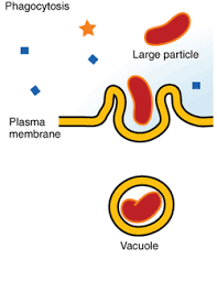 <ul><li><p><strong>function</strong> →the process of taking in large/bulky materials (ex. large molecules, liquids) into the cell</p></li><li><p><strong>phagocytosis →</strong> general term that means to bring large materials into the cell (energy req***) </p><ul><li><p><em>transports non-specifically</em></p></li><li><p>no concentration gradient</p></li><li><p>does not use transport proteins → plasma membrane folds in on itself</p></li></ul></li><li><p><strong>receptor mediated endocytosis → </strong>brings large materials in attached to receptor proteins (energy req***)</p><ul><li><p><em>transports <u>specific </u>substances</em> (b/c uses receptor proteins)</p></li><li><p>no gradient</p></li><li><p>uses receptor proteins to bing to specific molecule then is engulfed</p></li></ul></li><li><p><strong>pinocytosis</strong> → purpose to bring liquids into the cell</p><ul><li><p>no gradient</p></li><li><p><em>transports non-specifically</em></p></li><li><p>does not use transport proteins → plasma membrane folds in on itself</p></li></ul></li></ul><p></p>
