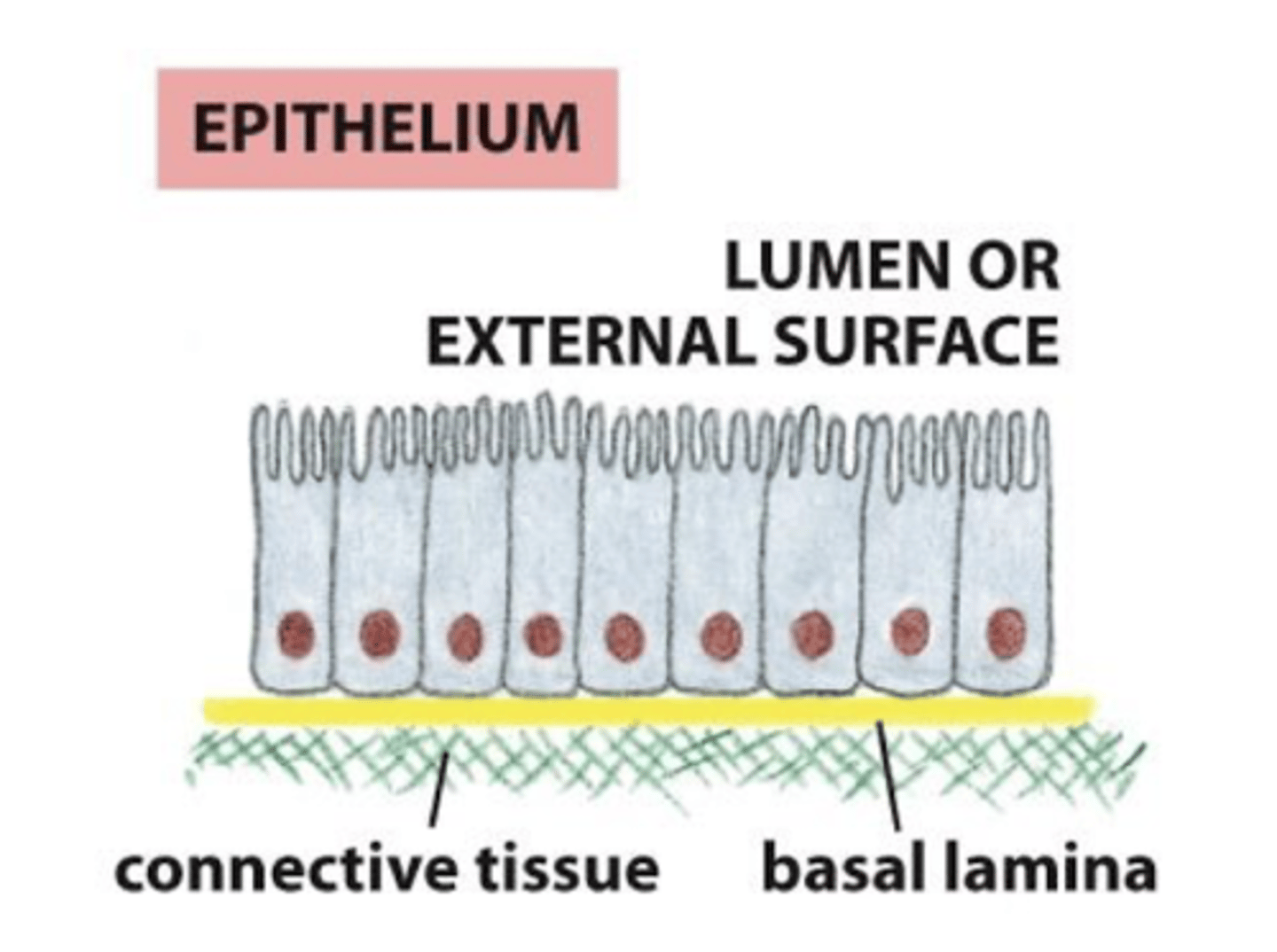 <p>the basal lamina is sheet-like, one surface of the cells rests on it</p>