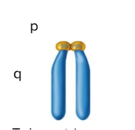 <p>Centromere positioned at one end</p>
