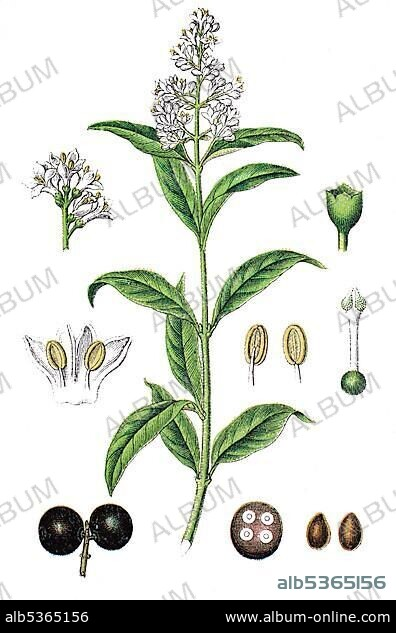 <p>. European Common Privet (Ligustrum vulgare)</p>