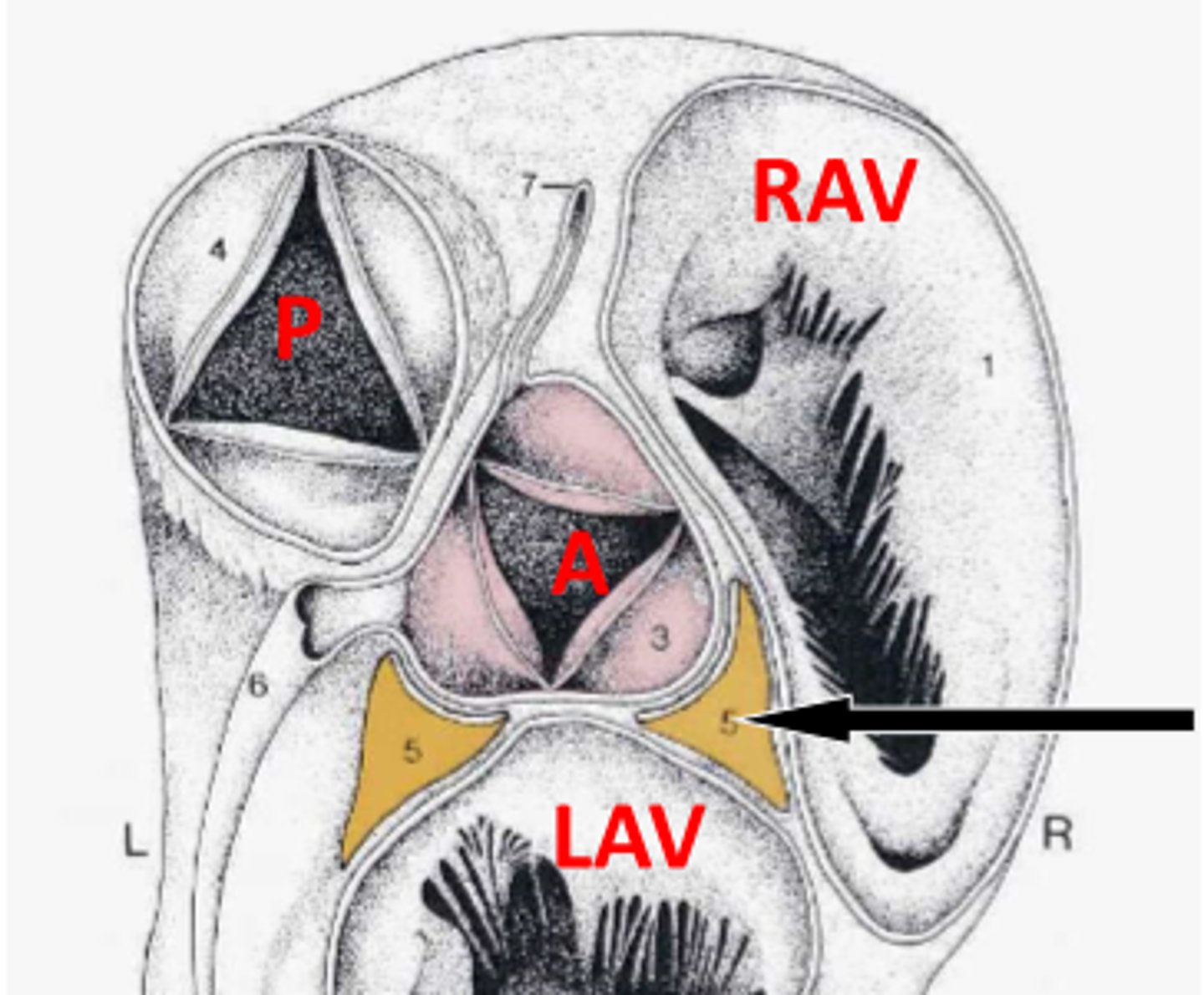 <p>has an ossa cordis</p>