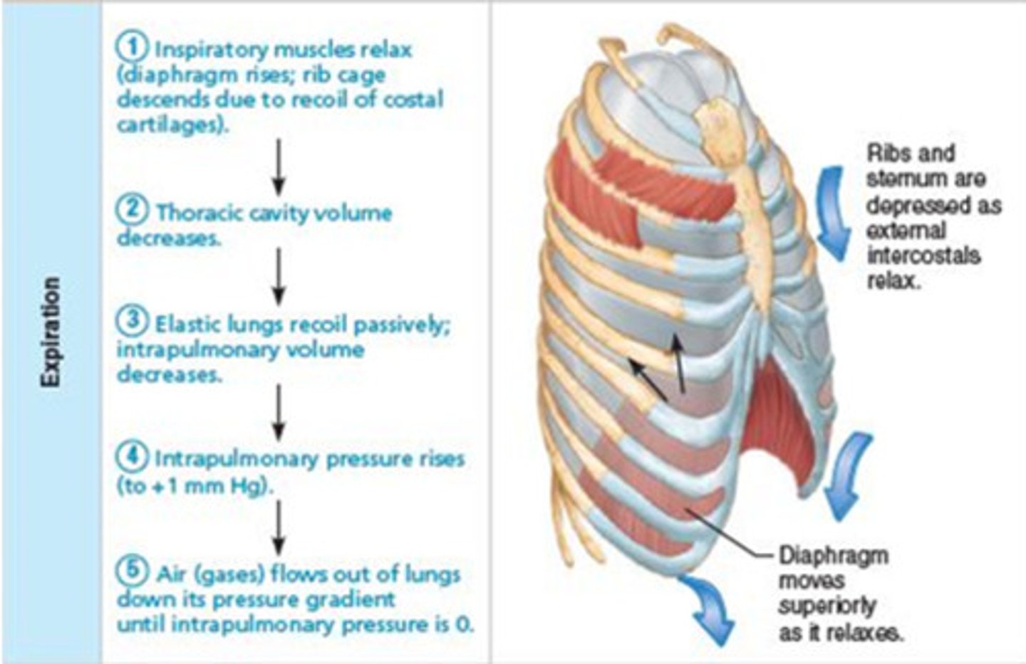 <p>· Air moves from an area of high pressure (thorax) to a lower pressure (atmosphere) </p><p>External intercostal muscles relax and</p><p>· ribcage moves down and in</p><p>· diaphragm muscles relax</p><p>· diaphragm returns to dome shaped</p><p>· Elastic tissue recoils (see below)</p><p>· volume of thorax/lungs decreases</p><p>· pressure increases above atmospheric</p><p>· air is forced out down a pressure gradient</p>