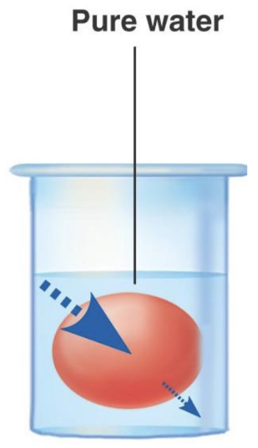 <p>A solution having a lower osmolality than the reference solution (having a lesser concentration of solutes)</p><ul><li><p>E.g. Pure water is hypoosmotic to the red blood cell placed in it, which bloats (water goes into the cell)</p></li></ul><p></p>
