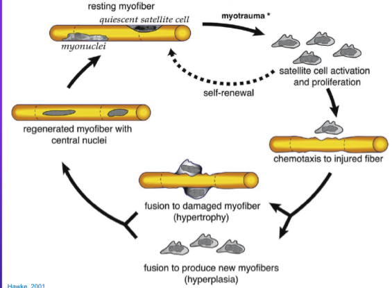 <p>-so this is after satellite cell has proliferated and in greater number</p><ol><li><p>the satellite cell fuse and form new immature myotubes</p></li><li><p>or they fuse to existing fibres</p></li></ol><p>-the fibres begin to differentiate and express contractile protein to become more myofibre-like</p><p>-after a few days, they are functional muscle fibres</p>
