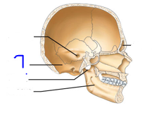 <p>Depressions and openings for blood vessels &amp; nerves</p><ul><li><p>Shallow basin-like depression in a bone, often serving as an articular surface</p></li></ul>