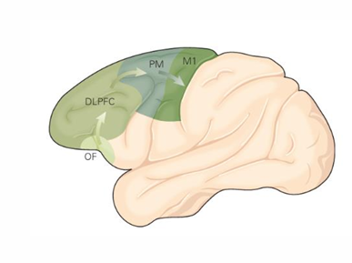 <p>Speech formation (Broca's area) </p><p>Gaze (frontal eye fields) </p><p>Working memory (dorsolateral prefrontal cortex)</p><p>Risk processing (ventromedial prefrontal cortex)</p>