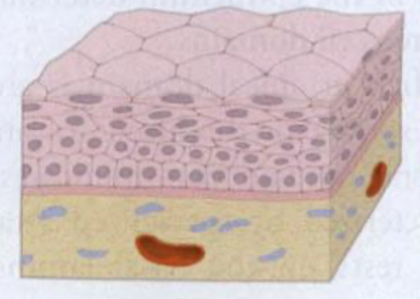 <p>Stratified squamous (flerlaget plade). </p><p>Keratiniseret</p>