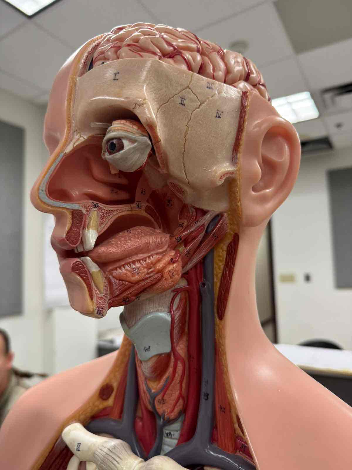 <p>34</p>