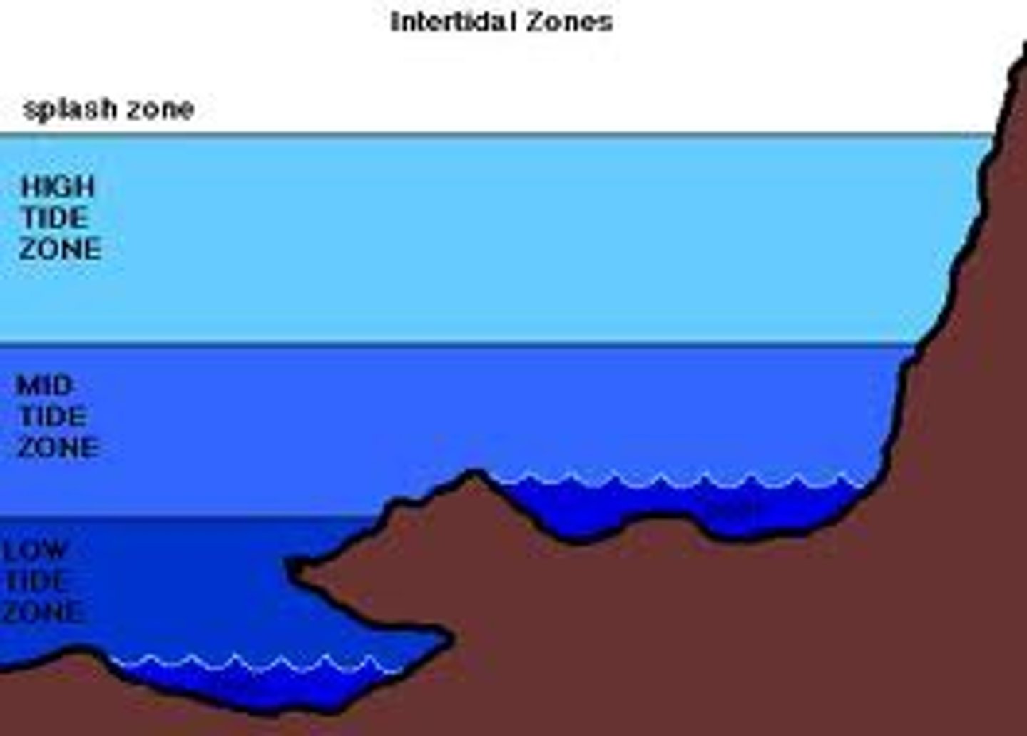 <p>The periodic rise and fall of the level of water in the ocean.</p>