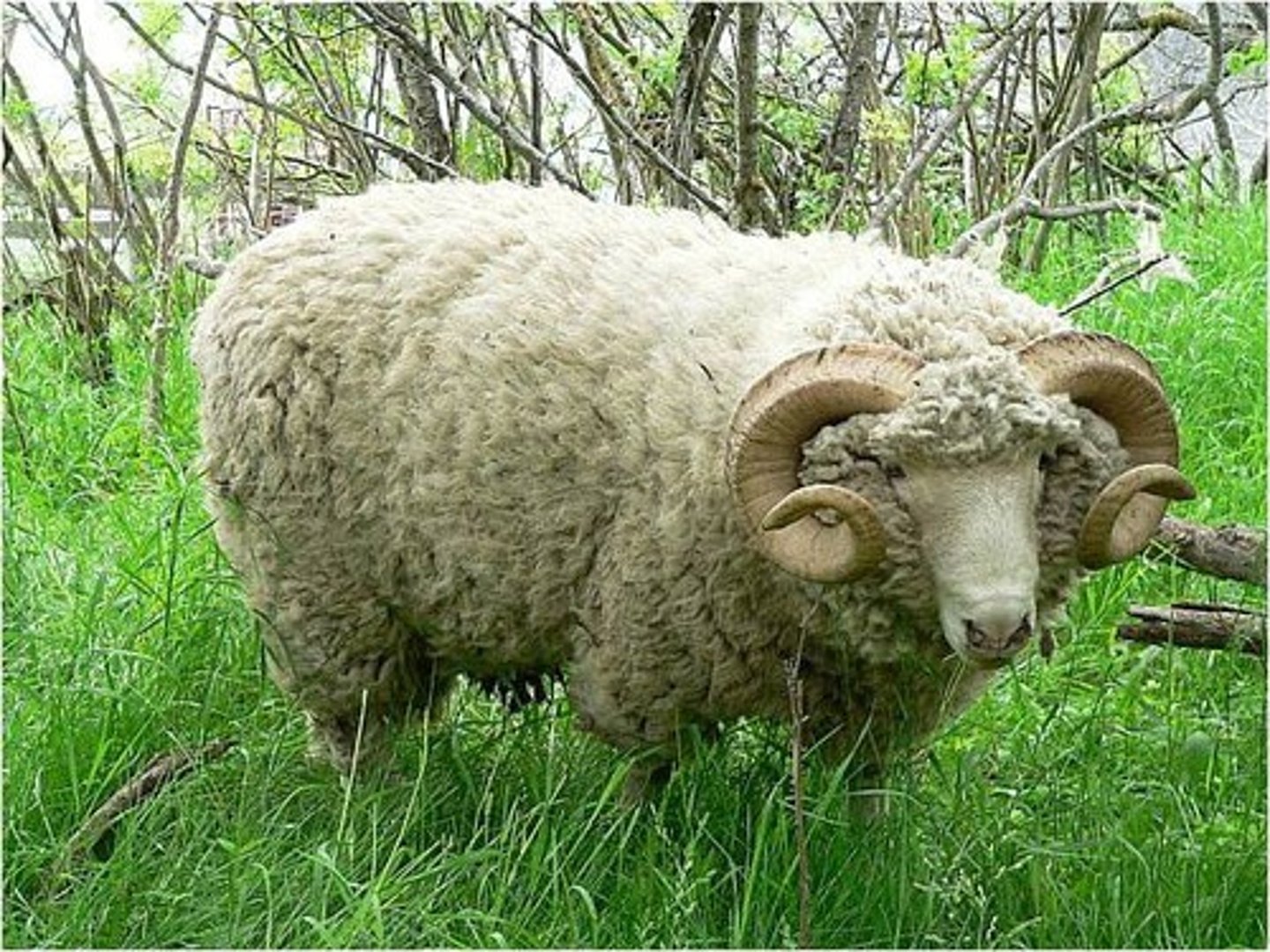 <p>all white, straight square face, erect ears, dorset horns, non seasonal breeding, extensive</p>