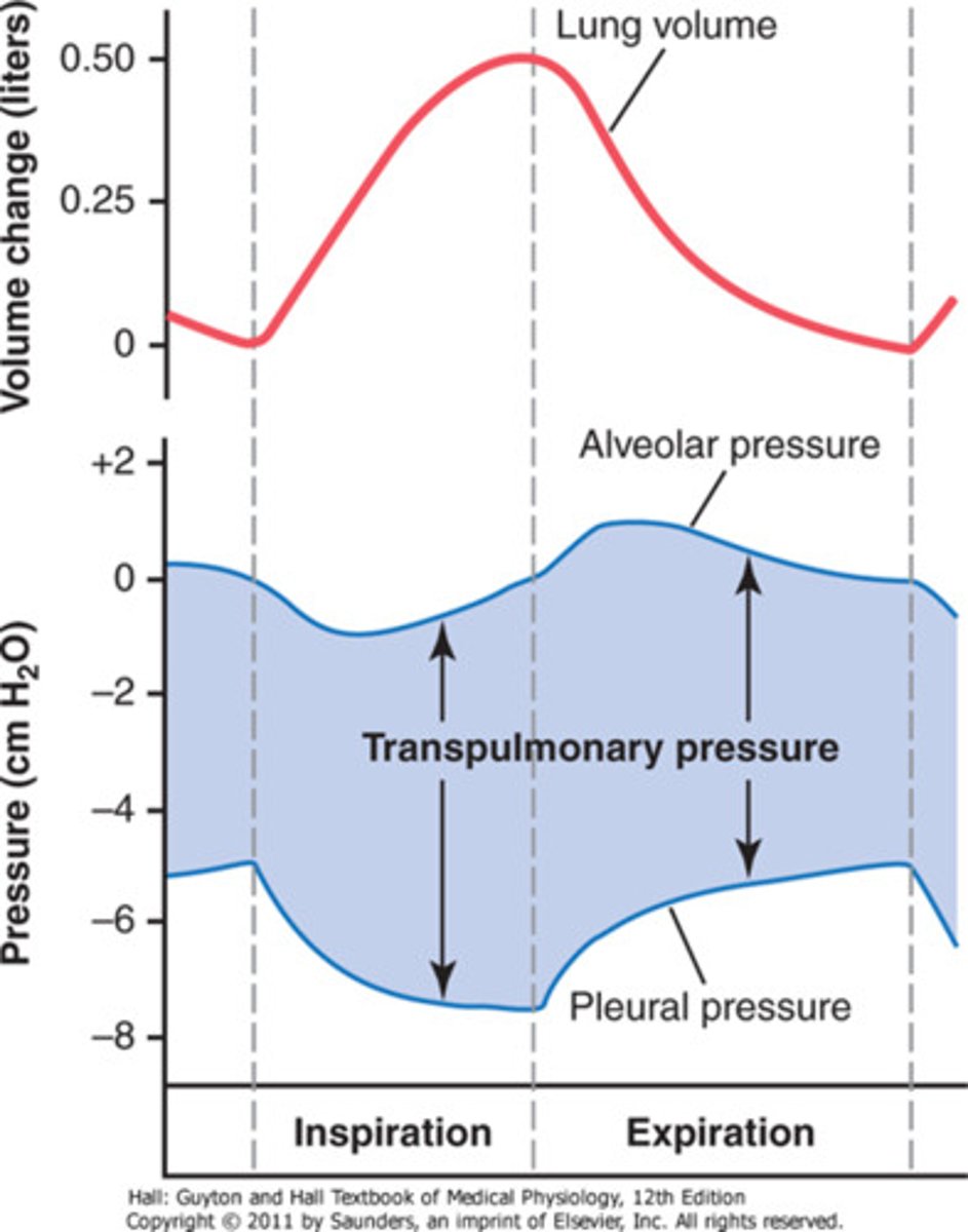<p>pressure within the lungs</p>