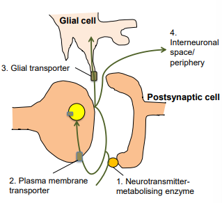 <ol><li><p>inactivated/degraded by enzymes in the synaptic cleft</p></li><li><p>taken up by presynaptic neuron via transporter protein</p></li><li><p>taken up by glial cell</p></li><li><p>diffuses away into periphery</p></li></ol><p></p>