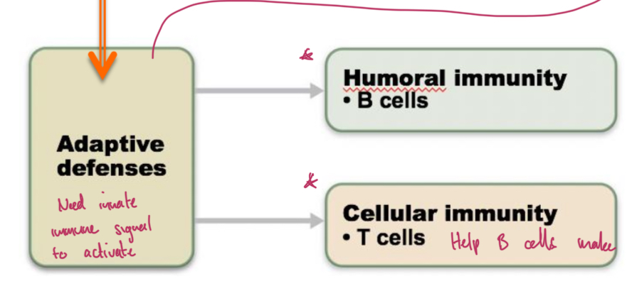 <p>Improves during the response, Slow (days to weeks), Variable, Highly specific, Has long-term specific memory</p>