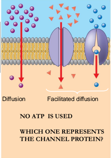 <p>WHICH ONE REPRESENTS THE CHANNEL PROTEIN?</p>