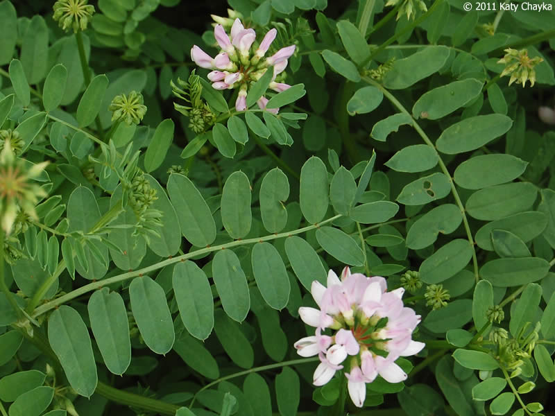 <p><em>Securigera varia</em> is a low-growing, herbaceous vine that usually forms thickets up to 3 ft. (0.9 m) in height.</p><p><strong>Foliage</strong><br>The leaves are dark green pinnately compound with 9 to 25 pairs of leaflets and a terminal leaflet. Leaflets are 0.75 in. (1.9 cm) long.</p><p><strong>Flowers</strong><br>Flowering occurs in the summer. The pea-like, fragrant flowers are white to pink to purple and resemble a large clover flower because they are found in long-stalked clusters.</p><p><strong>Fruit</strong><br>Seed pods are segmented, pointed, borne in crown-like clusters. The straw-colored seeds are less than 0.3 in. (0.9 cm) long, round, flat, and winged.</p>