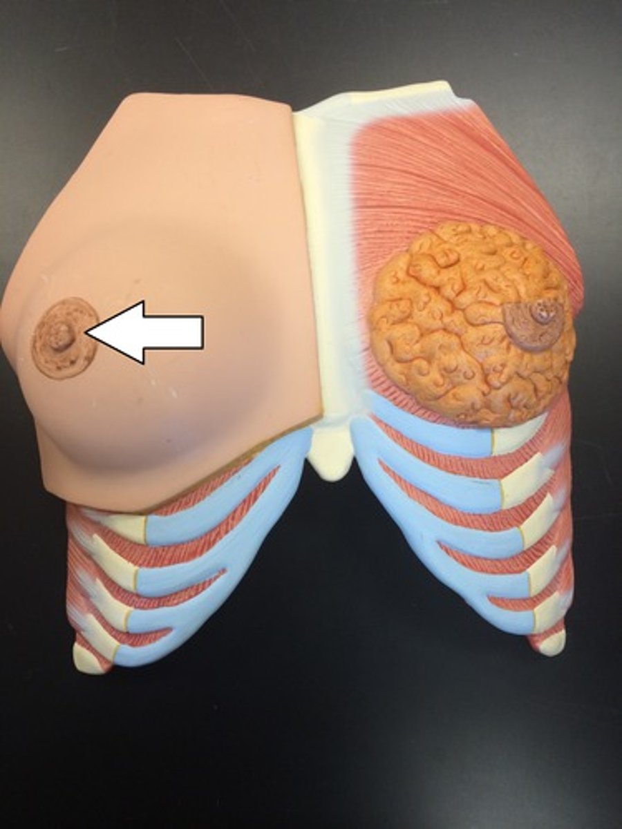 <p>a small circular area, in particular the ring of pigmented skin surrounding a nipple</p>
