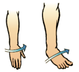 movement of the forearm in which the palm is turned posteriorly