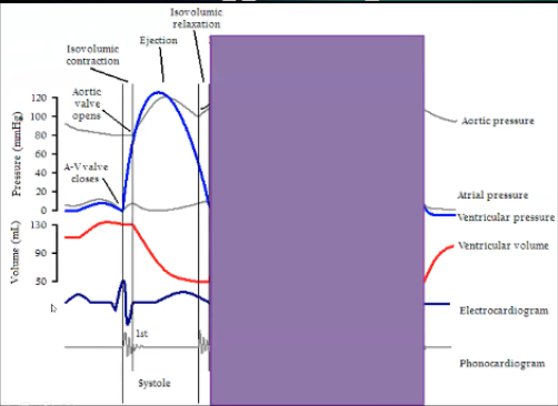 <ul><li><p>Systole</p></li><li><p>When is systole on this diagram</p></li><li><p>Systole - peak of QRS to end of T wave</p></li><li><p>Systole starts at the top of the QRS wave at highest peak with cloving of AV valve and opening of aortic valve, moves on through blood leaving the ventricle</p></li><li><p>Isovolumic contraction occurs when both valves are closed, systole happens, AV valve closes cause ventricle is full, based on pressure in ventricle is equilibrated to atria or higher, isovolumic contraction squeeze the heart until pressure in ventricle exceeds that in the aorta and that opens the aorta, end of isovolumetric contraction</p></li><li><p>Then ejection phase</p><ul><li><p>Ventricular pressure goes up during isovolumetric contraction until it exceeds aortic pressure, aortic valve opens</p></li><li><p>Ejection phase where it will go a little higher to get blood out, then pressure will fall a little because there's less blood, ventricular pressure falls below the aortic pressure, get closure of aortic valve, get isovolumetric relaxation where ventricle relaxes until pressure is lower than the atria, AV valves open, end of isolumetric relaxation</p></li></ul><p></p></li></ul><p></p>