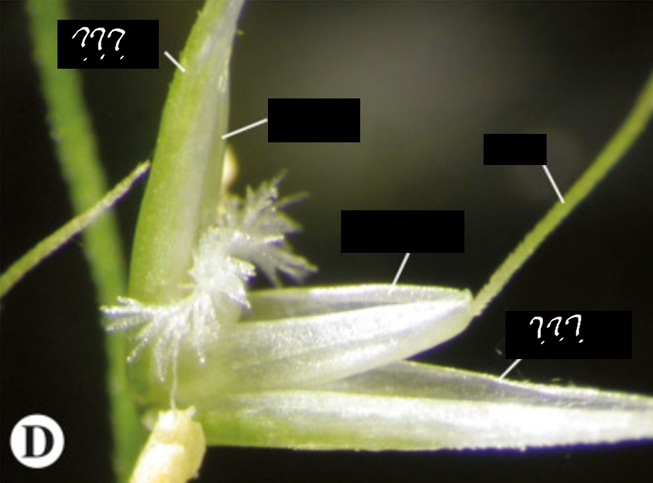 <p>bract-like scales, usually a pair of them, that are present outside of the palea and lemma; usually empty</p>