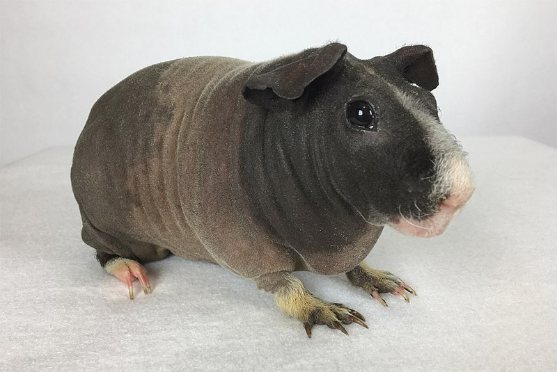 <p>What breed is this? </p>