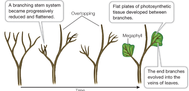 <p>type of growth where there is uneven growth of the stem; it contrasts with the dichotomous branching of lycophytes</p>