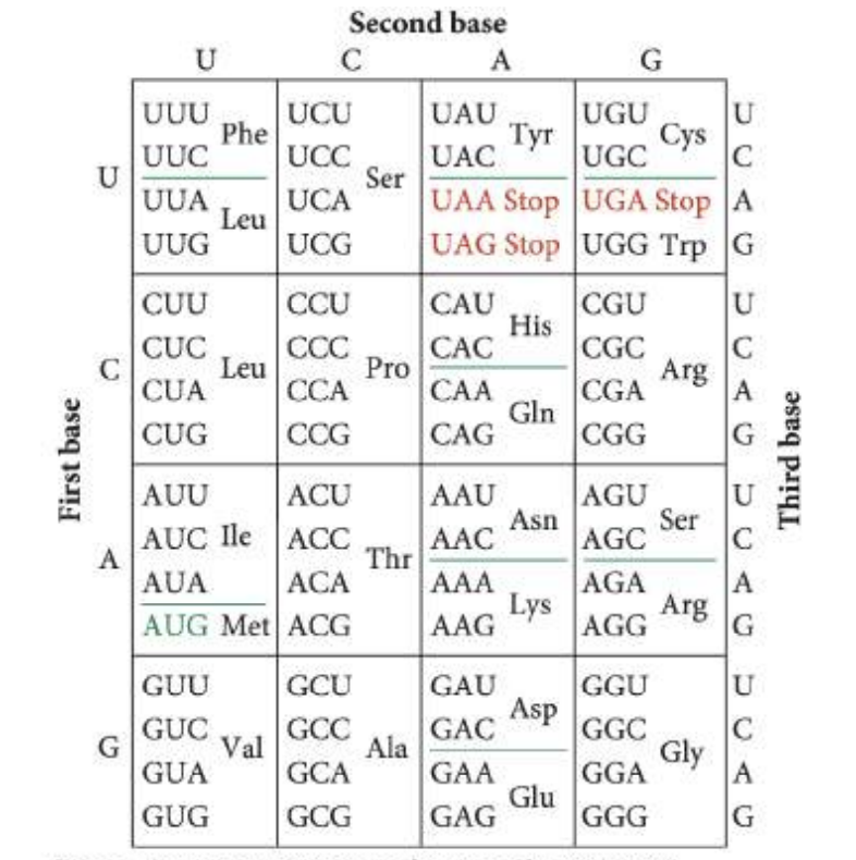 <p>20: <span style="font-family: &quot;Times New Roman&quot;, serif">Hemoglobin is a complex protein that contains four polypeptide chains. The normal hemoglobin found in adults—called adult hemoglobin—consists of two alpha and two beta polypeptide chains, which are encoded by different loci. Sickle-cell hemoglobin, which causes sickle-cell anemia, arises from a mutation in the beta chain of adult hemoglobin. Adult hemoglobin and sickle-cell hemoglobin differ in a single amino acid: the sixth amino acid from one end in adult hemoglobin is glutamic acid, whereas sickle-cell hemoglobin has valine at this position. After consulting the genetic code provided in <strong>Figure</strong> <strong>15.10</strong>, indicate the type and location of the mutation that gave rise to sickle-cell anemia.</span></p>