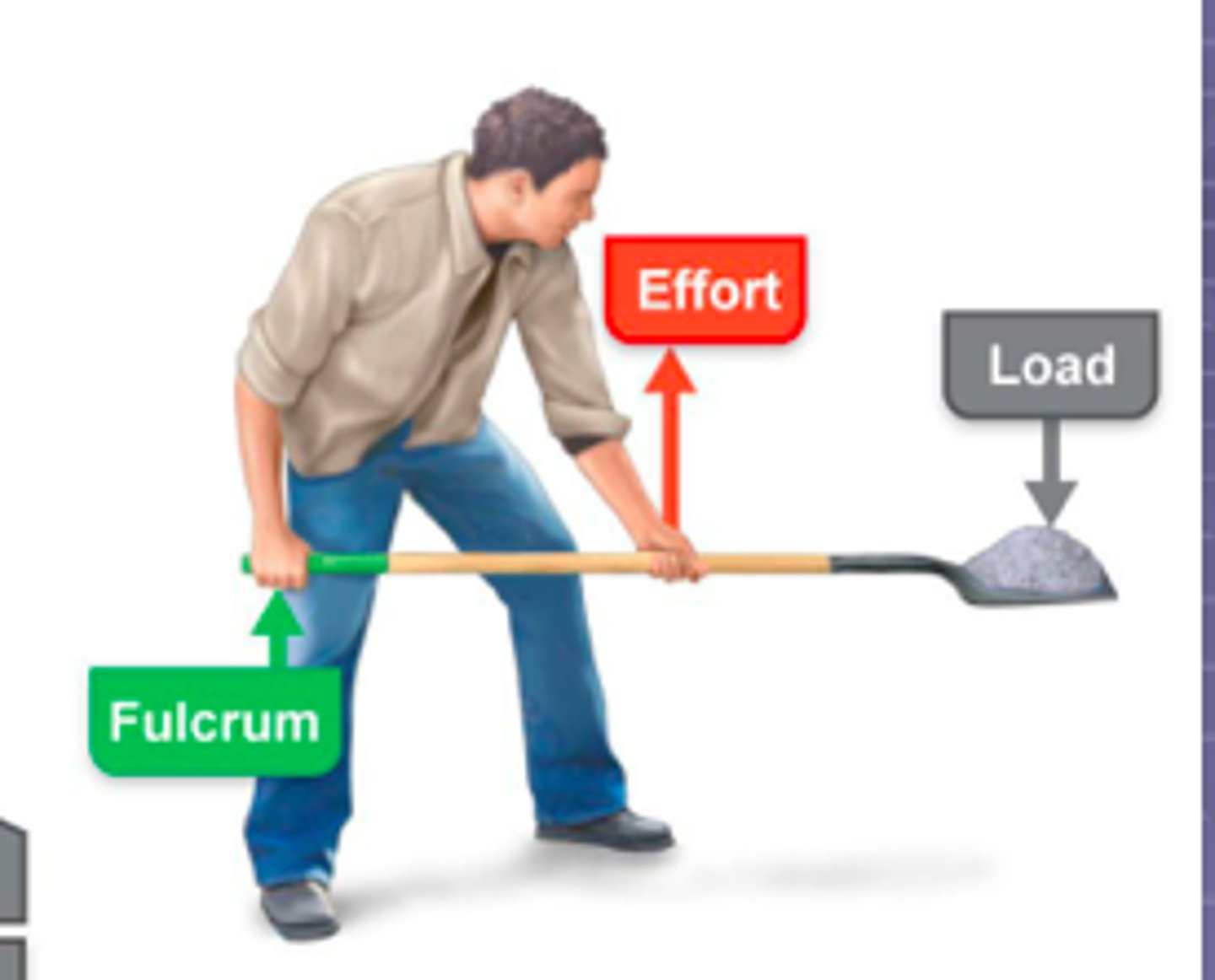 <p>Load is far from fulcrum and effort applied near; less force, but more speed and range of motion</p>