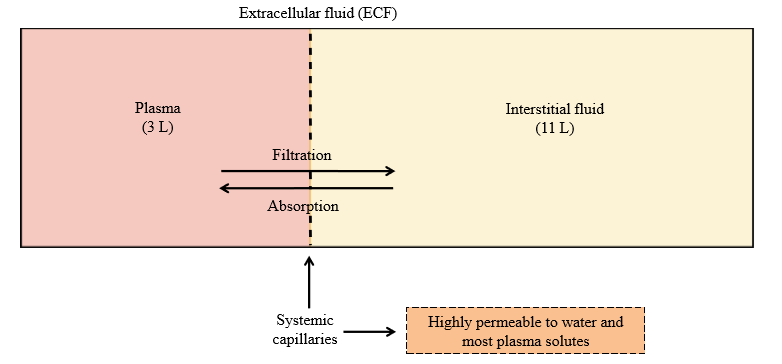 <p>Highly permeable to water and most plasma solutes (exchange between plasma and interstitial fluid)</p><p></p>