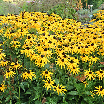 <p>Vilken blomma? </p>