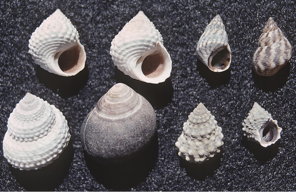 <p>What phylum, class, subclass, and family is this organism? What habitat and feeding corresponds to them?</p>