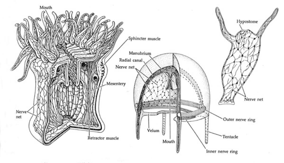 Nerve Net