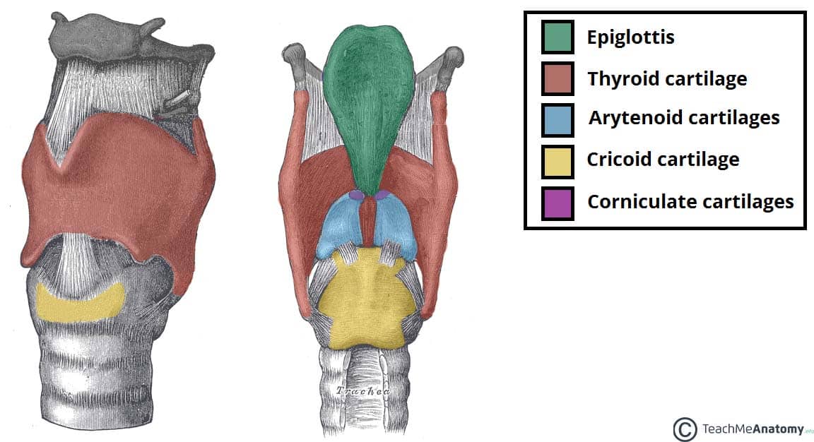 <ul><li><p>hyoid bone</p></li><li><p>thyroid cartilage</p></li><li><p>cricoid cartilage</p></li><li><p>arytenoid cartilage</p></li><li><p>corniculate cartilage</p></li><li><p>epiglottis</p></li></ul><p></p>