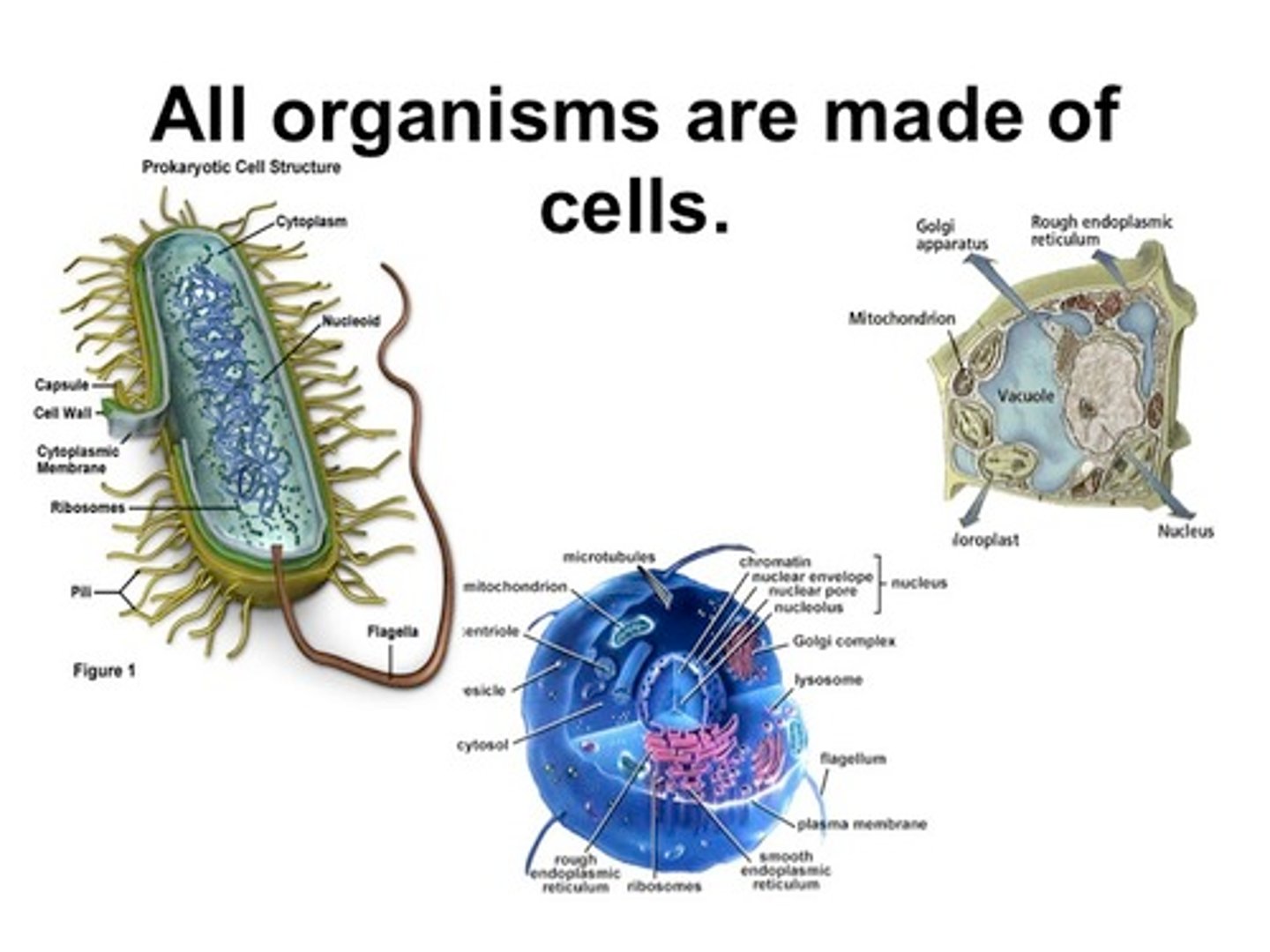 <p>All living things are made of cells.</p>