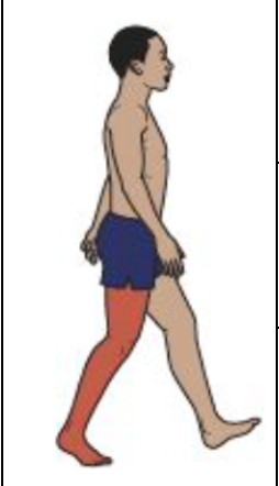 <ul><li><p>Pre-swing</p></li><li><p>Ankle motion</p></li><li><p>Calf muscles cease in early pre-swing. Stored elastic energy in Achilles Tendon contributes to rapid plantarflexion as the limb unloads.</p></li></ul><p></p>