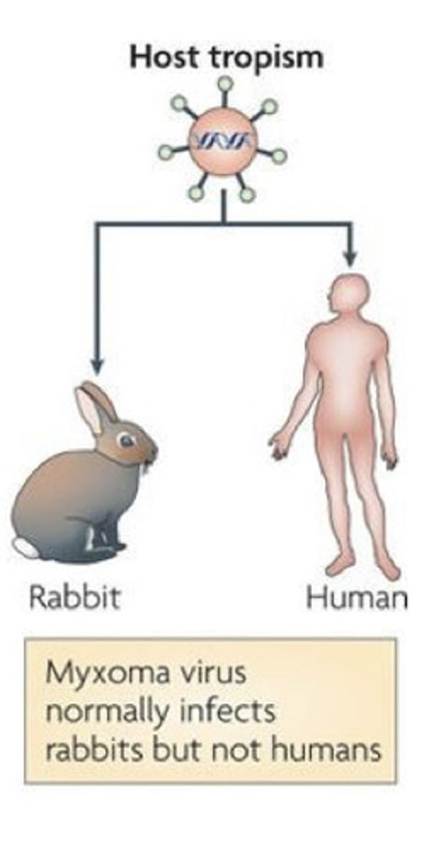 <p>the limited number of species whose cells can be infected by a particular virus</p>