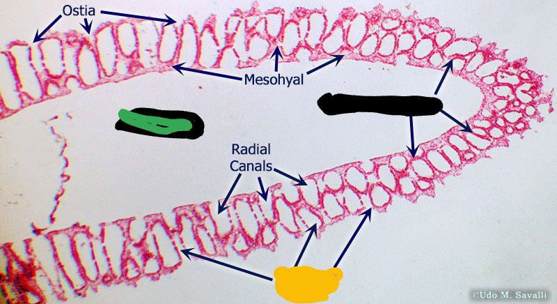 <p>What is the yellow label?</p>