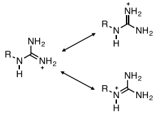 <p>Guanidinium</p><ul><li><p>Ionic</p></li><li><p>Resonates</p></li><li><p>Very basic, quite high pKA</p></li></ul><p></p>