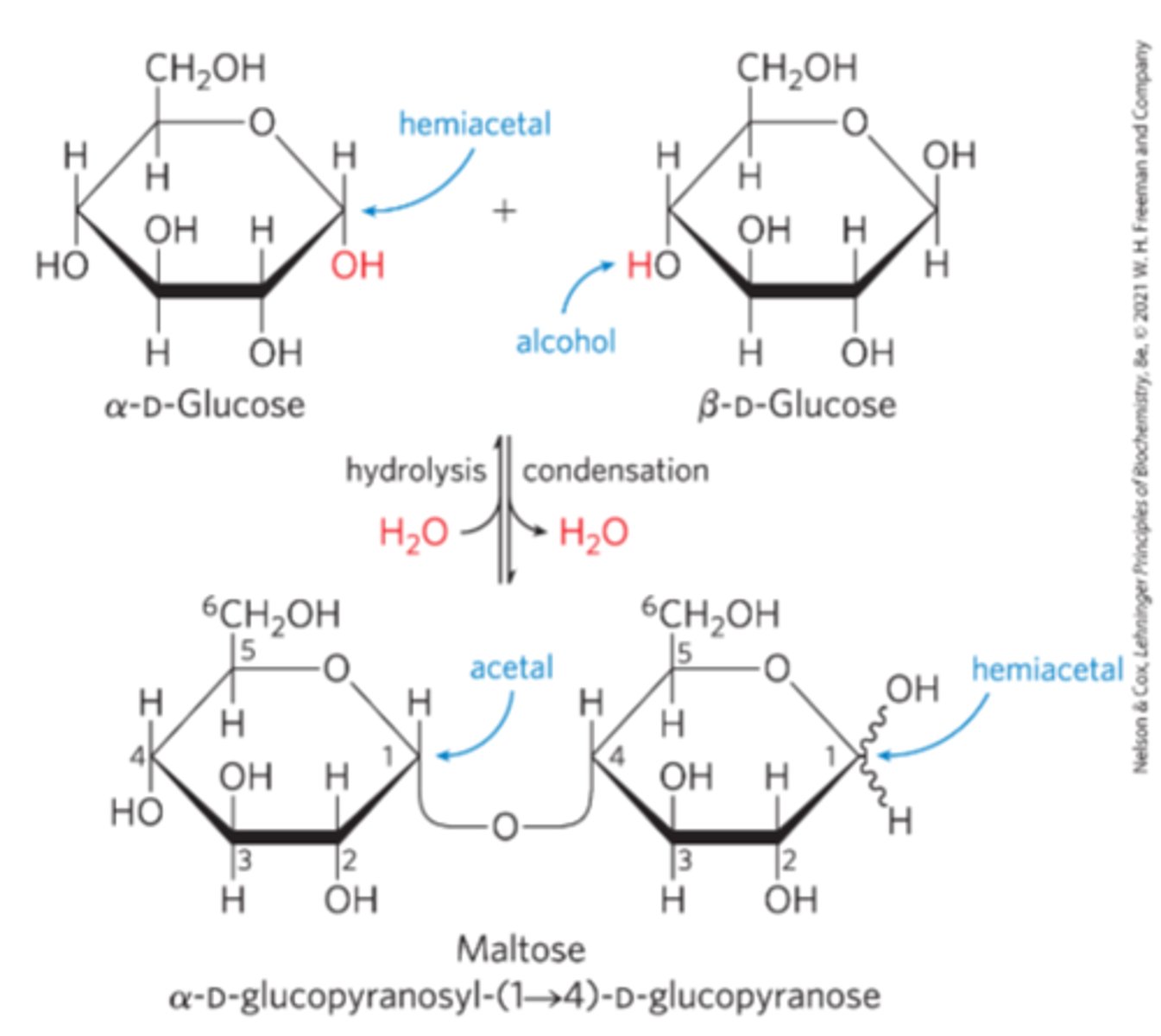 <p>covalent linkage joining two monosaccharides<br>-The Hydroxyl group of one sugar molecule reacts with the anomeric carbon of the other</p>