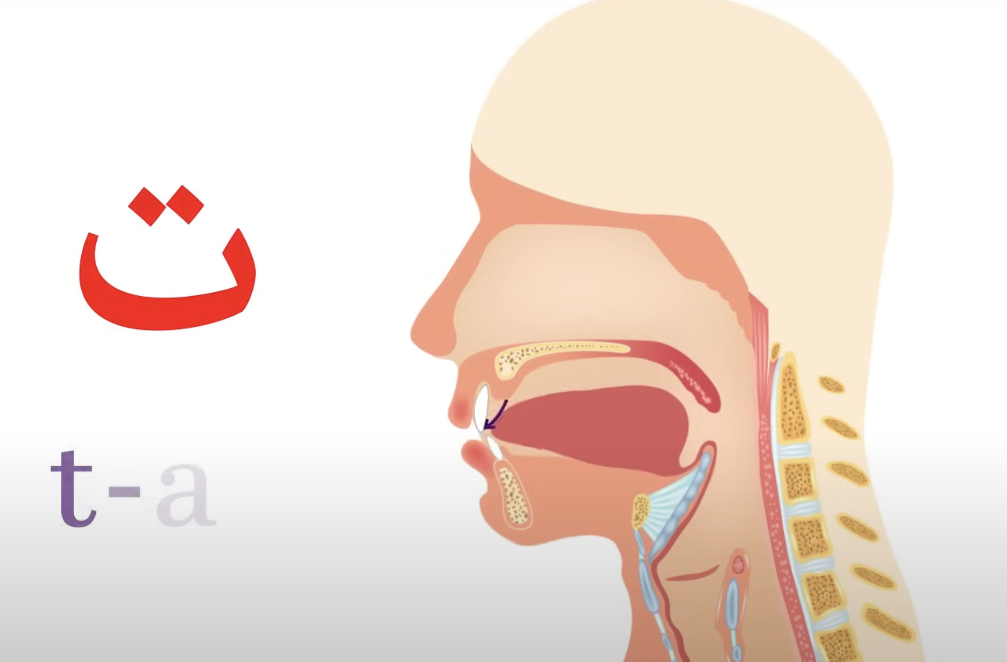 <p>ti (ta mouth)</p>