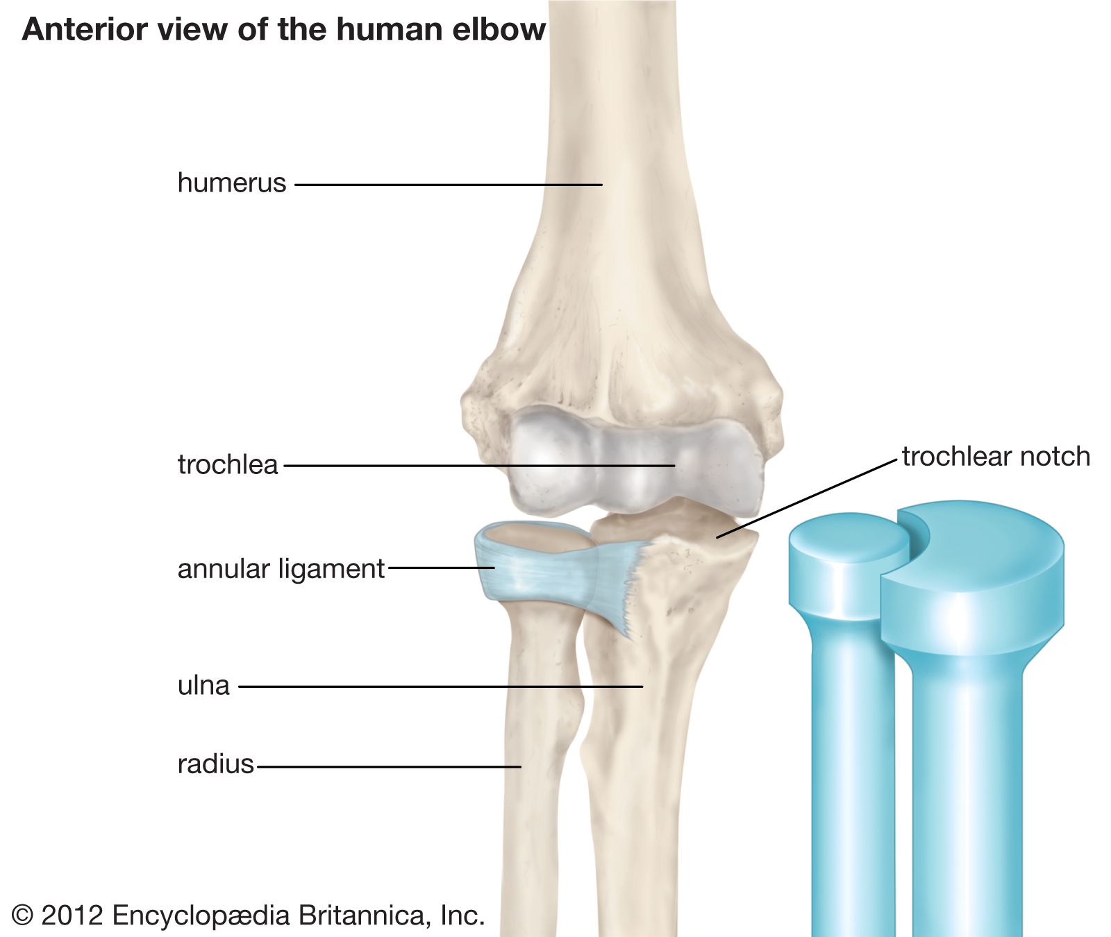 <p>Allows rotation about a single longitudinal axis of rotation. (Proximal radioulnar joint)</p>