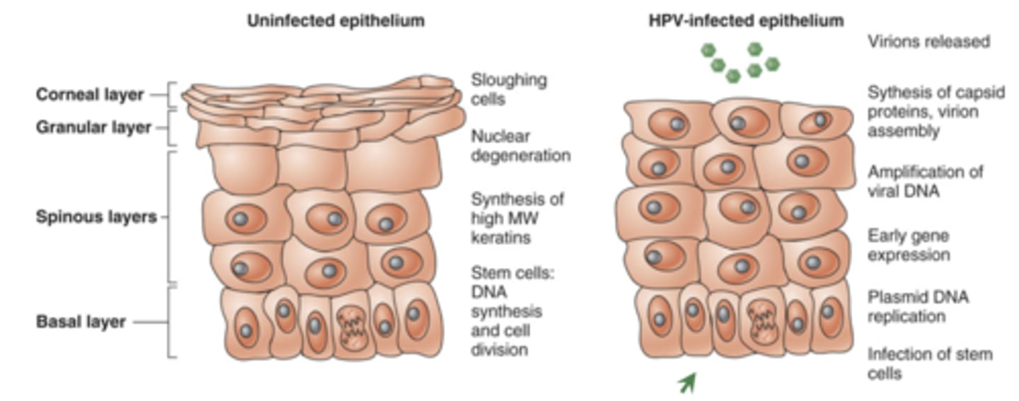 <p>-virus keeps the cell cycle going and makes the cells keep their nuclei, so cells are still dividing and piling up on each other</p><p>-at the end, the cells on the outer layer begin to break and release virus</p>