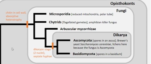 <ol><li><p><span style="background-color: transparent;">Paraphyletic group</span></p></li><li><p><span style="background-color: transparent;">Synapomorphy: flagellated gametes that is used to swim in water</span></p><ol><li><p><span style="background-color: transparent;">Only fugus with flagella </span></p></li><li><p><span style="background-color: transparent;">Famous for killing frogs</span></p></li></ol></li><li><p><span style="background-color: transparent;">Can be uni or multicellular</span></p></li><li><p><span style="background-color: transparent;">Asexual and sexual reproduction</span></p></li><li><p><span style="background-color: transparent;">Mostly saprobic (eat decaying matter) but a few are parasitic </span></p></li></ol><p></p>