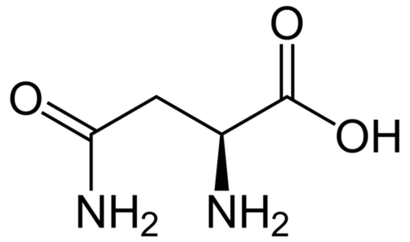 <p>Asparagine, Asn, N, polar, provides key sites for N-linked glycosylation</p>