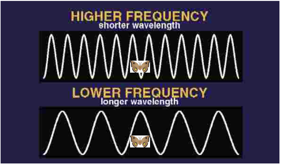 <p>Short wavelength detect small objects better. High frequencies attenuate rapidly, are unique in the environment, and are easily directed.</p>