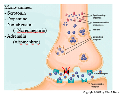 <p></p><p>Any snapsis that use monoamines synapsis</p><p class="MsoNormal">Monamines are senertionin dopime and nerodreadlin</p><p class="MsoNormal">Also have reuptake chanles – a way for the presynaptic chanle to recycle and put back inro vesicals</p><p class="MsoListParagraphCxSpFirst"><span>-</span><span style="font-size: 7pt; font-family: &quot;Times New Roman&quot;">&nbsp;&nbsp;&nbsp;&nbsp;&nbsp;&nbsp;&nbsp;&nbsp;&nbsp;&nbsp;&nbsp; </span>Reduces nerotransmitters in the clesft</p><p class="MsoListParagraphCxSpLast"><span>-</span><span style="font-size: 7pt; font-family: &quot;Times New Roman&quot;">&nbsp;&nbsp;&nbsp;&nbsp;&nbsp;&nbsp;&nbsp;&nbsp;&nbsp;&nbsp;&nbsp; </span>Rcycles and reuses</p><p class="MsoNormal">Coke blacks the reuptake chanles- nerotrasmitters dsonst get recycles so stays in clef<span>&nbsp; </span>and has higher concentarrtion</p><p class="MsoNormal">so it keeps it there for longer </p>