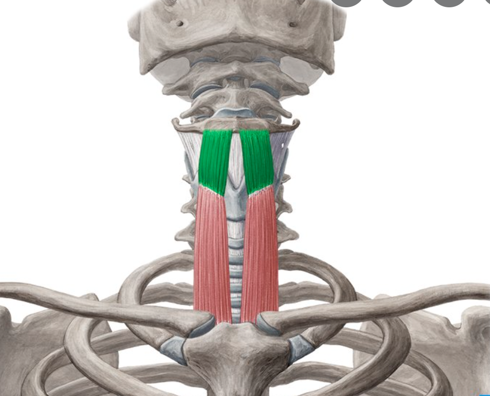 <p>origin : thyroid cartilage insertion : hyoid bone</p>